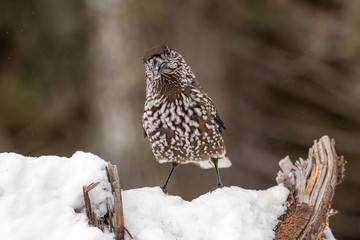 Spotted Nutcracker (Nucifraga caryocatactes) sitting on the perch