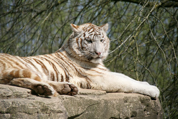 white tiger in a zoo in france