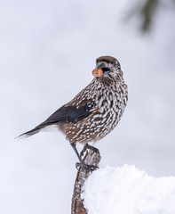 Spotted Nutcracker (Nucifraga caryocatactes) in winter forest.