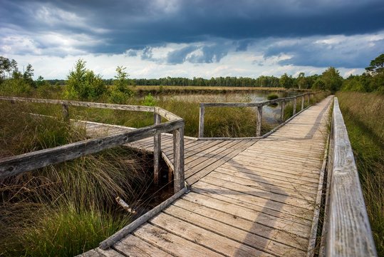 Pietzmoor bei Schneverdingen in der L&uuml;neburger Heide