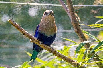 cute bird with multi color