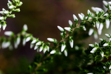 Small macro spray Orosne flowers or berries, buds of Polygala in summer meadow.