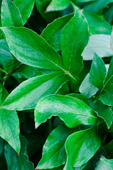 Green leaves background