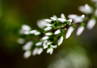 Small macro spray Orosne flowers or berries, buds of Polygala in summer meadow.