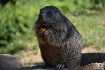 Murmeltier