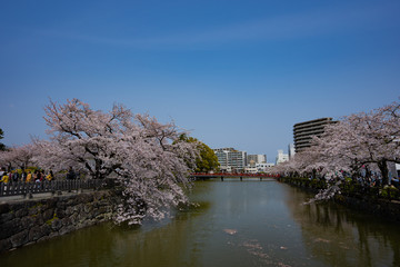 Fototapeta premium サクラの写真