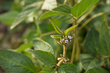 Agricultural soybean flower and pods plantation background on sunny day. Green growing soybeans against sunlight.