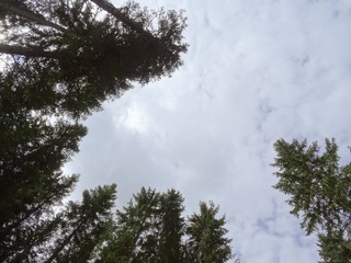 The Dolomites woods that suffered an environmental disaster in the autumn of 2018, In Trentino alto Adige, near the village of Carezza - August 2019.