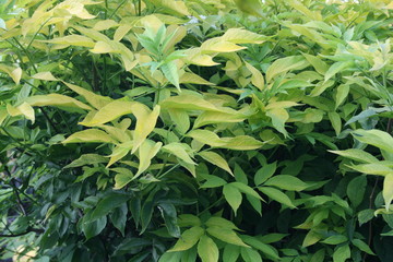 background of green leaves