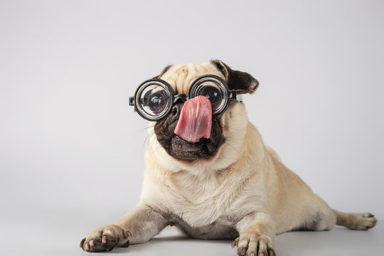 Funny pug with nerd glasses licking his glasses