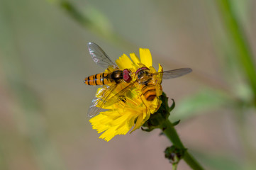 little yellow hoverfly on blossom of flower