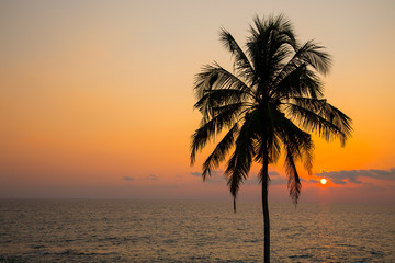  Sunset on the beach in the sea against the silhouette of a palm tree.  