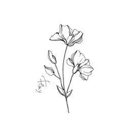 Vector Flax floral botanical flowers. Black and white engraved ink art. Isolated flax illustration element.