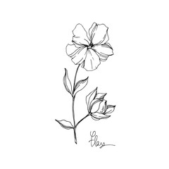 Vector Flax floral botanical flowers. Black and white engraved ink art. Isolated flax illustration element.