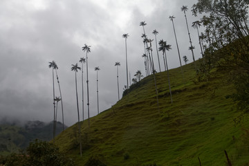 Dolina Cocora (Salento, Kolumbia)