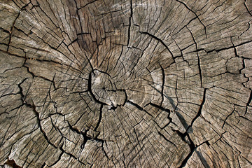 Dead tree trunk. Cracked stump background.