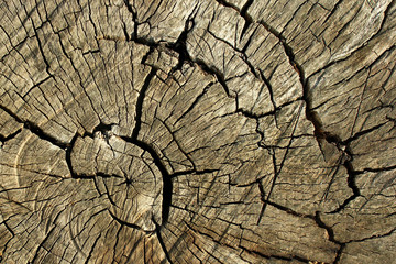 Dead tree trunk. Cracked stump background.
