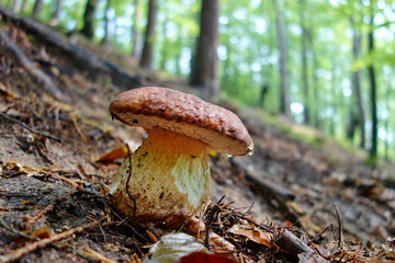 white mushroom - Boletus reticulatus the forest in autumn. Concept of mushroom picking in the forest during autumn.