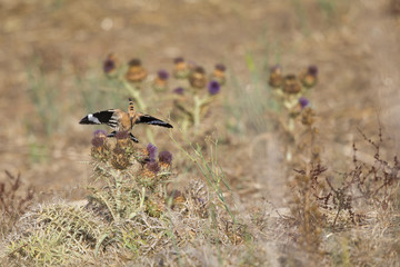 Eurasian hoopoes (Upupa epops) perched and foraging on flowers in the morning sun in Algarve Portugal. © Bouke