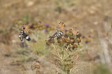 Eurasian hoopoes (Upupa epops) perched and foraging on flowers in the morning sun in Algarve Portugal. © Bouke