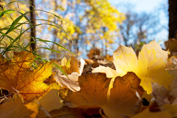 Detail of leaves in the autumn season.