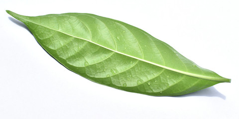 Obraz premium isolated green leaf on white background