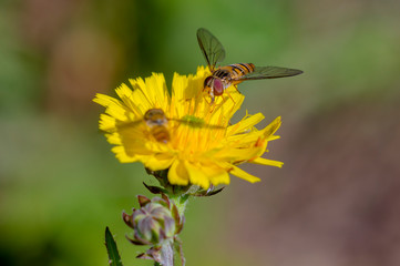 little yellow hoverfly on blossom of flower