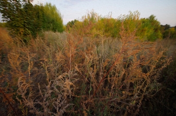 Fototapeta premium morning in the forest