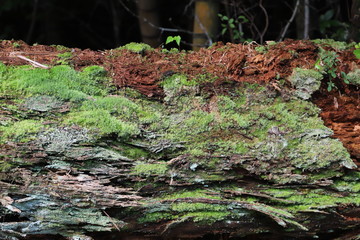 苔生す倒木