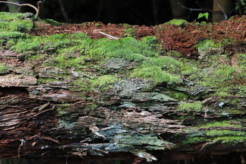 苔生す倒木