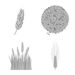 Vector illustration of rye and plant icon. Set of rye and corn stock symbol for web.