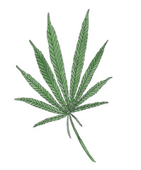 Watercolor illustration of big Green Hemp leave