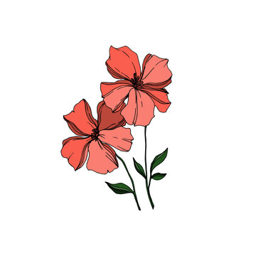 recommend clip art: Vector Flax floral botanical flowers. Black and white engraved ink art. Isolated flax illustration element.