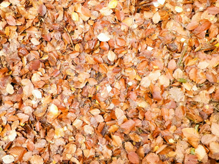 Autumn leaves as nature background.