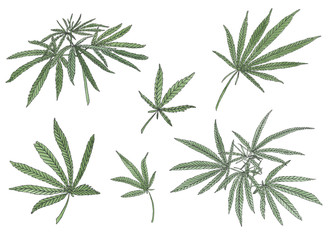 Naklejka na ściany i meble Watercolor set of green branch of big hemp and leaves