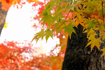 Green autumn leaves in the shade with blurred autumnal background.