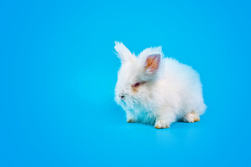 Happy Easter Day. White rabbit on blue background. Cute White baby bunny on blue background.