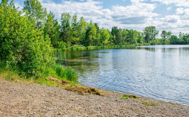 landscape with lake on a summer day
