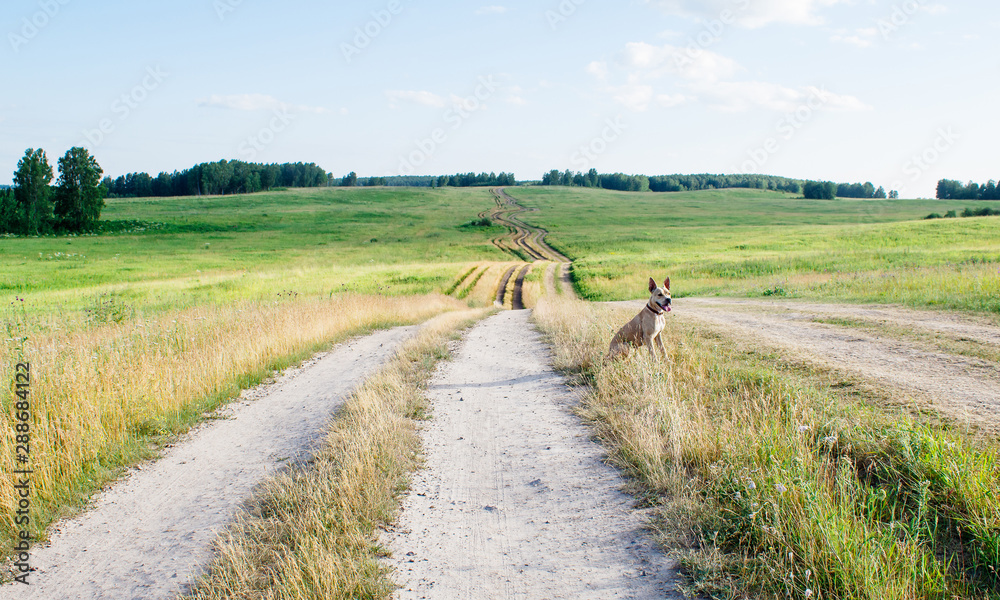 Canvas Prints dirt road in the field