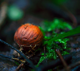 nut in the forest on the grass
