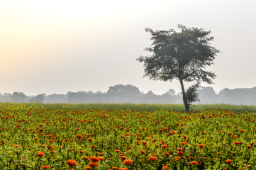 Plakat Agricultural field with blooming sunflower ripening at spring season. A scenic natural landscape scenery with agricultural field in Bardhaman West Bengal, North East India depicting simple rural life.
