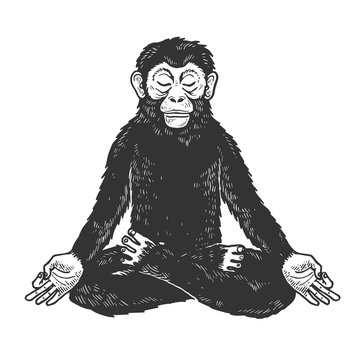 Chimpanzee monkey meditating in Lotus position sketch engraving vector illustration. Tee shirt apparel print design. Scratch board style imitation. Black and white hand drawn image.