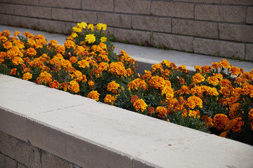 Floral landscaping brings a riot of color to city's streets, City beds with flowers, environmental...