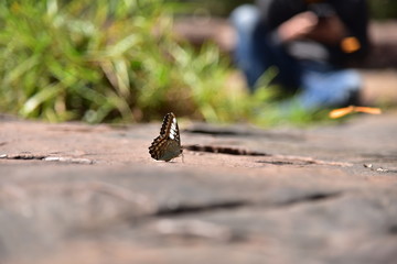 Beautiful of butterflies in forest