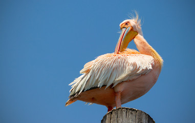  Great white African pelican bird sitting on a beam against a bright blue sky. Bottom view