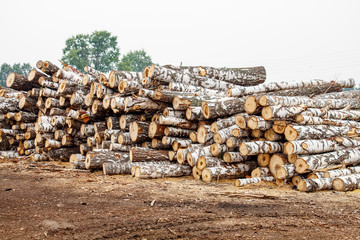 birch logs ready for transportation