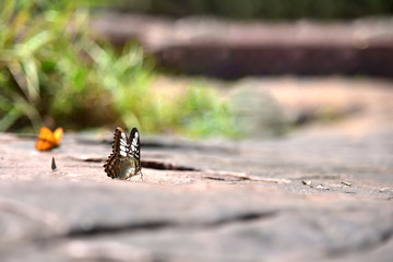 Beautiful of butterflies in forest