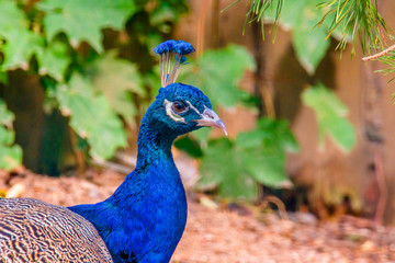 big multi color peacock in forest