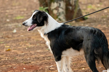 dogs cães cachorros