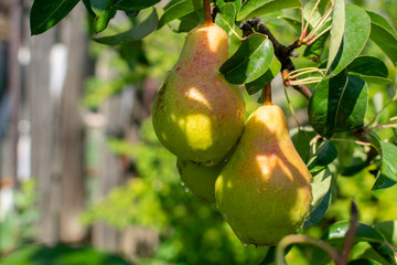 Bunch of ripe pears on tree branch